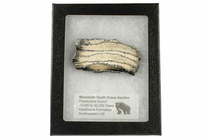 Mammoth Molar Slice with Case - South Carolina #193865